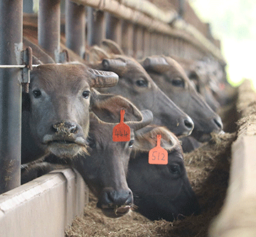 2023 11 13 174146 Farmers butt heads with NamRa over Meatco’s delays