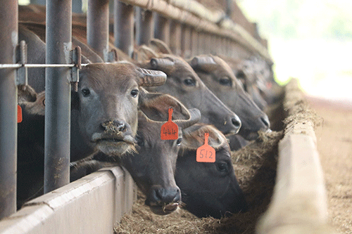 2023 11 13 174146 Farmers butt heads with NamRa over Meatco’s delays