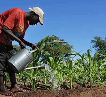 agri series Online Agri series to focus on AfCFTA