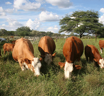 agribank 3 Agribank advances N$284m loans …records surplus of N$49.5 million