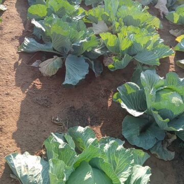 Otjozondjupa forum: We can feed ourselves