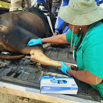 animals Omikifi doimuna nadi lopotwe pefimbo