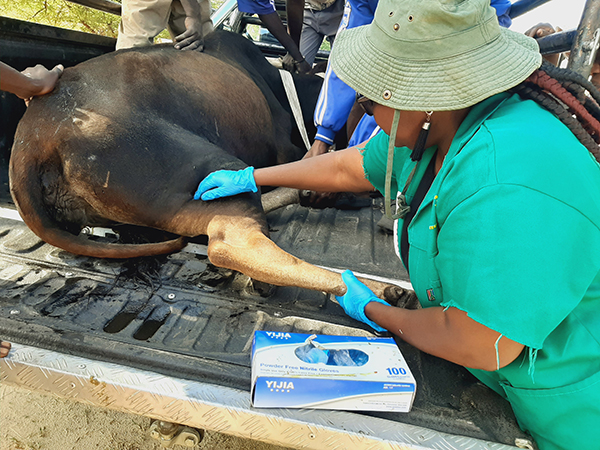 animals Omikifi doimuna nadi lopotwe pefimbo