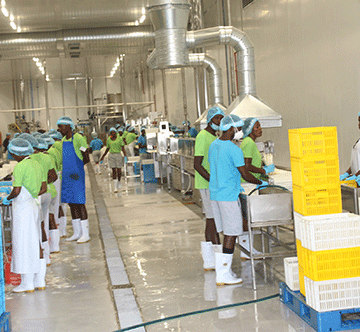 asparagus 1 Etunda asparagus project sprouts