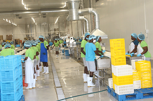 asparagus 1 Etunda asparagus project sprouts