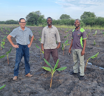 banana project NAB, Avagro plant banana seedlings at first field trial
