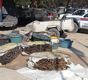 basilezi Basilezi batamelwa kuzamaisa litapi isi kamulao