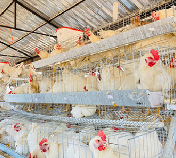 berseba project 2 1 Jossop commits to reviving Berseba food project