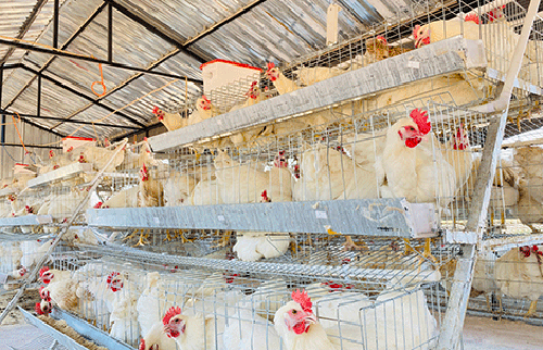 berseba project 2 1 Jossop commits to reviving Berseba food project