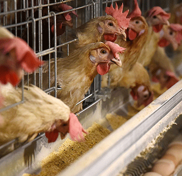 bird flu Bird flu leads to lack of poultry products