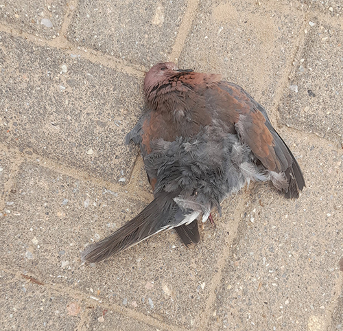 bird flu 1 Bird flu: Poultry imports okay for now