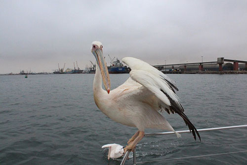 bird flu Avian flu kills 200 birds