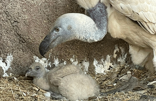 birds N/a’ankusê to transport, keep rare birds