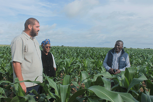 blooms Ndonga Linena blooms again
