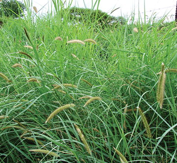 blue buffalo Benefits of reintroducing valuable perennial grasses