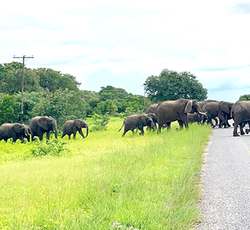 botswana kuna kuhundira uk vasani Botswana kuna kuhundira UK vasani vawo vaturepo veta