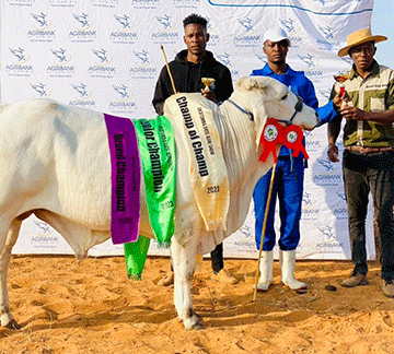 brahman 1 1 Brahman steals show at Okatumba Gate expo