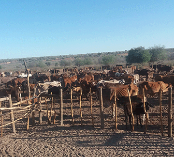N$600m drought relief budget shortfall worries farmers