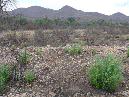 bush Bush encroachment wrecks 45 million hectares