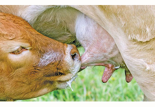 calves When to wean calves