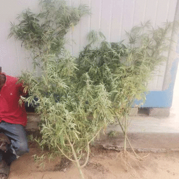cannabis 2 Man arrested over cannabis plants, seeds