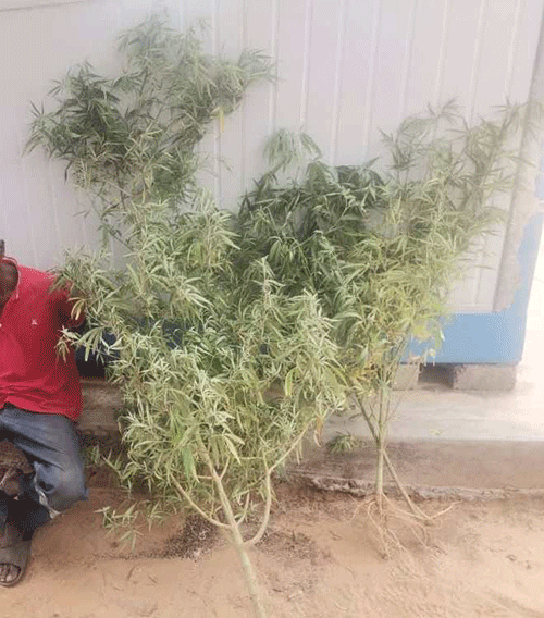 cannabis 2 Man arrested over cannabis plants, seeds