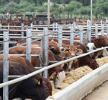 cattle Karoo-Ochse takes operations to Epukiro …more benefits for farmers