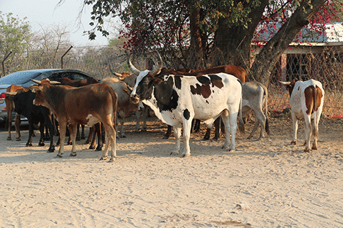 cattle 3 Zambezi cattle theft continues unabated