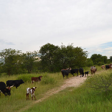 cattle Livestock worth over N$4.9 million stolen in Zambezi