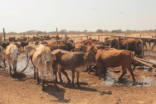 cattle New turnaround plan for NIDA ranch