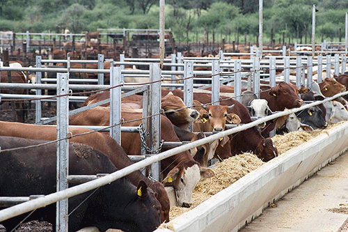 cattle export Increase in live cattle exports as farmers destock …more goats, sheep to SA market