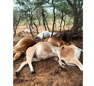 cattle jpg Farmers lose seven cattle to lightning at Otjombinde