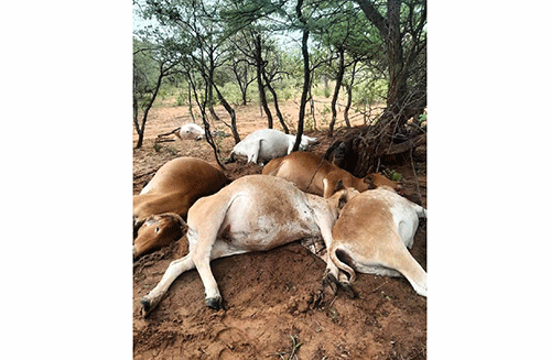 cattle jpg Farmers lose seven cattle to lightning at Otjombinde