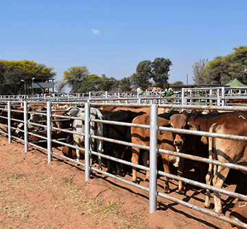 cattle producer Namibia’s cattle producers thrive despite challenges