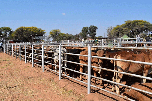 cattle producer Namibia’s cattle producers thrive despite challenges