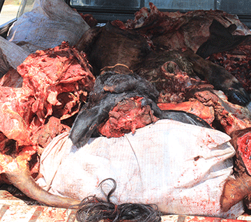 Otjozondjupa farmers lose 289 cattle to rustlers