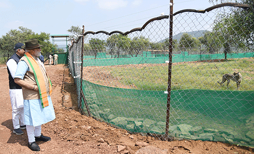 cheetahs 2 !Arun ge Indiaba !oa ge ǁkhana-ūhe