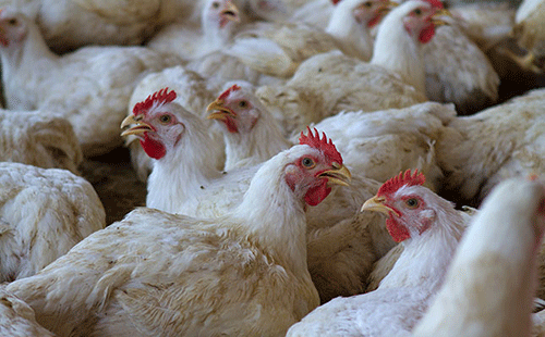 chicken farm Understanding health remedies used in poultry production