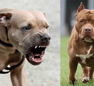 child bitten Okaana monghalo ii eshi ka lika keembwa deePitbull