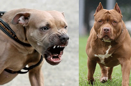 child bitten Okaana monghalo ii eshi ka lika keembwa deePitbull