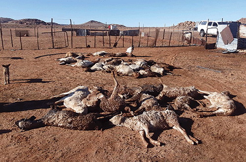 cold 2 Extreme cold causes havoc in //Kharas