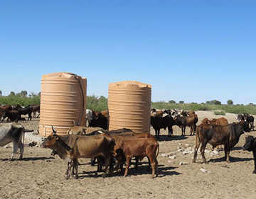 communal cattle Great ‘Eiseb migration’ starts