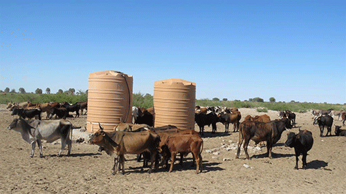 communal cattle Great ‘Eiseb migration’ starts