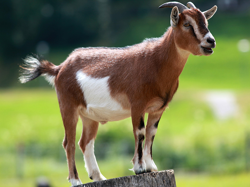 court updates Omukulupe a pewa obooloha N$1 000 molwoulunga woshikombo