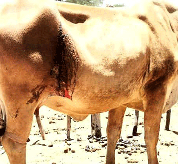 Another cow stabbed in Epukiro 