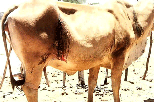 cow 1 Another cow stabbed in Epukiro