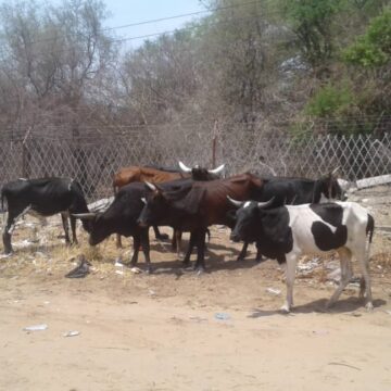 cows Cross-border bandits steal cows for lobola