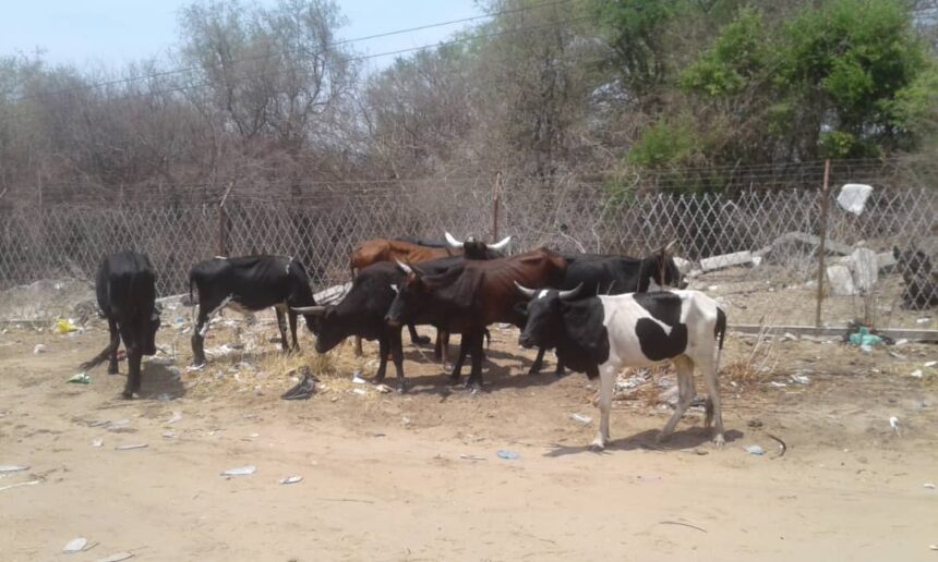 cows Cross-border bandits steal cows for lobola