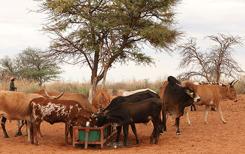 cows feeding Farmers’ Kraal with Charles Tjatindi – General consideration for livestock farmers