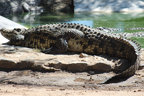 crocodiles 40 crocs to go under the hammer